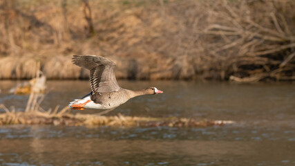 Greater white-fronted goose in flight