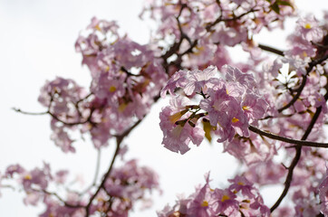 The blossom of Tacoma tree in Kuala Lumpur (Sakura of Malaysia)