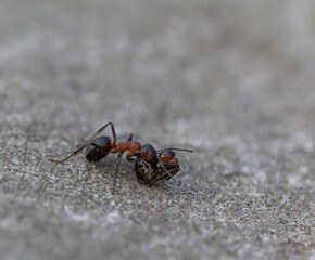 Ants fighting macro