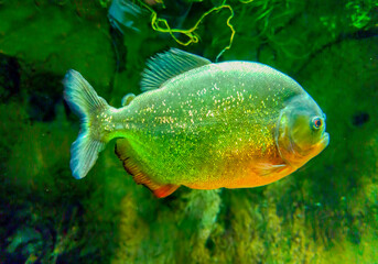 South american fish piranha swimming