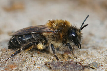 Lateral closeup of a female of vernal colletes or spring mining bee ,Colletes cunicularius