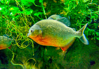 South american fish piranha swimming