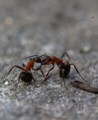 Two forest ants fighting