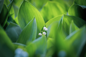 The green glade of lily of the valley flowers in the spring forest. White may-lily flower on...