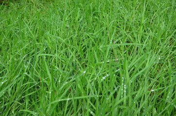dew on green grass