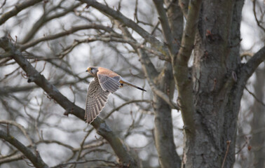 Kestrel flying in autumn