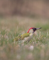 Green woodpecker portrait in grass