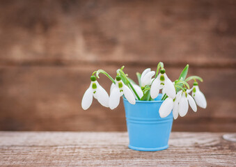 a bouquet of fresh snowdrops in a blue decorative small bucket on an old wooden background