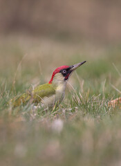 Cute green bird with red cap in grass
