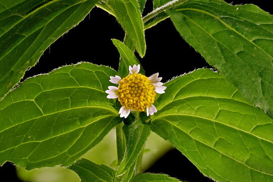 der neophyt in europa kleinbl&uuml;tiges franzosenkraut, galinsoga parviflora, bl&uuml;te und bl&auml;tter als studioaufnahme vor schwarzem hintergrund