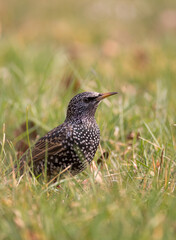 Starling sitting in the green grass