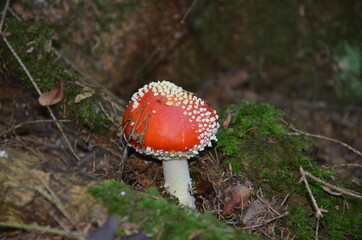 red fly agaric in the forest, inedible mushrooms