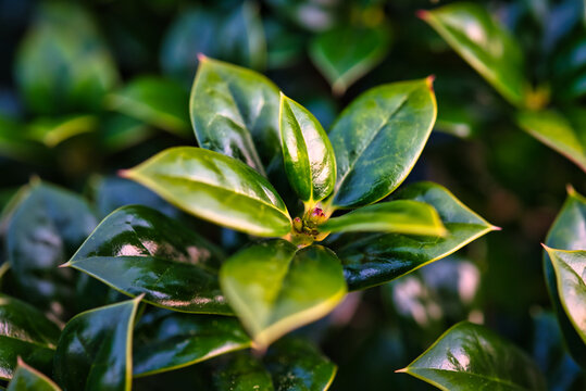 A close up of leaves on a holly bush.