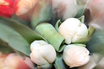 tulips, spring flowers. Mix of tulip flowers near the window