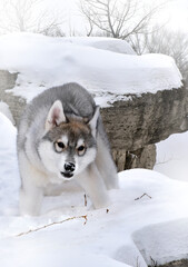 a young wolf cub with apprehension and caution clung to the surface of the snow-capped stones of the winter mountains 