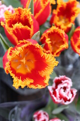 tulips, spring flowers. Mix of tulip flowers near the window