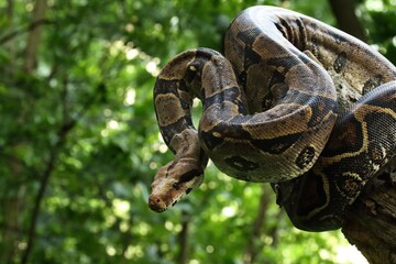 The common boa (Boa constrictor) on the branch in green forest.