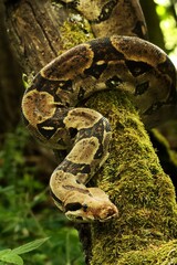 The common boa (Boa constrictor) on the branch in green forest.
