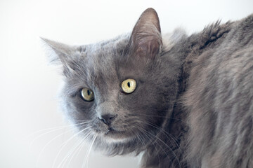 A frightened gray kitten looks with wide open eyes