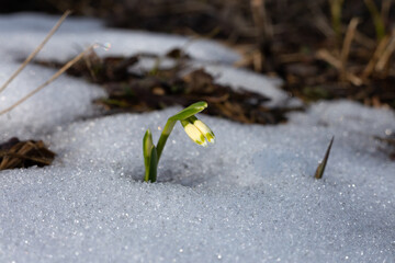A snowdrop has grown from under the snow. Horizontal frame.
