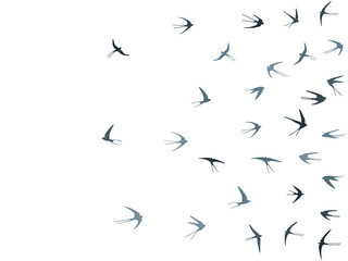 Flying martlet birds silhouettes vector illustration. Migratory martlets swarm isolated on white.