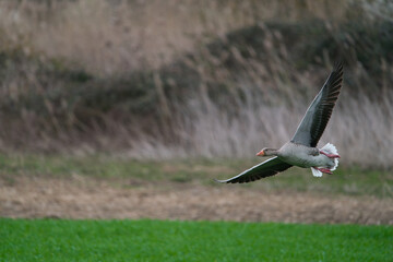flying greylag goose Anser anser