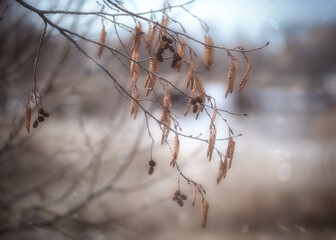 morning mist