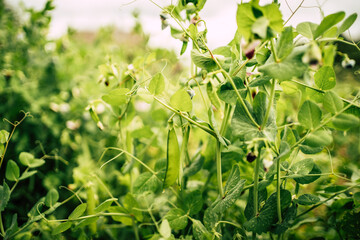peas