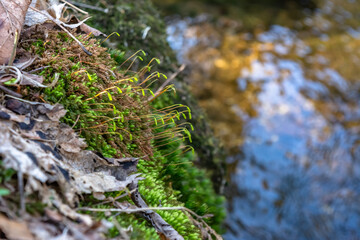 Small and narrow stream winding throught the dense green forest on early spring