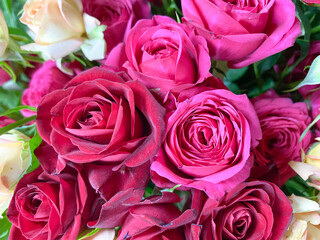 Bouquet of red roses close-up. Background of red roses