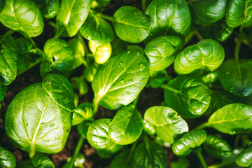 green leaves background