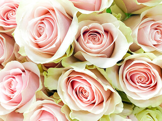 A bouquet of white-red roses close-up. Background of white-red roses