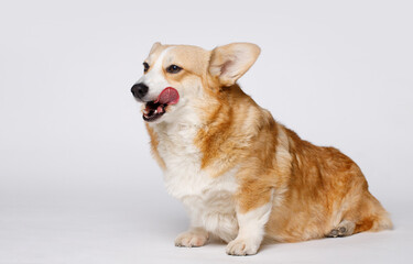 Portraite of cute puppy corgi. Little smiling dog on gray background. Free space for text.