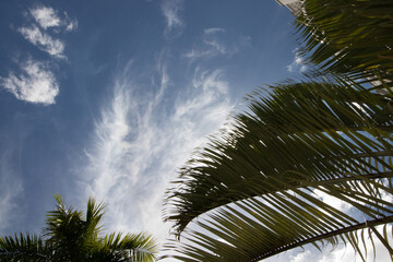 palm trees against blue sky