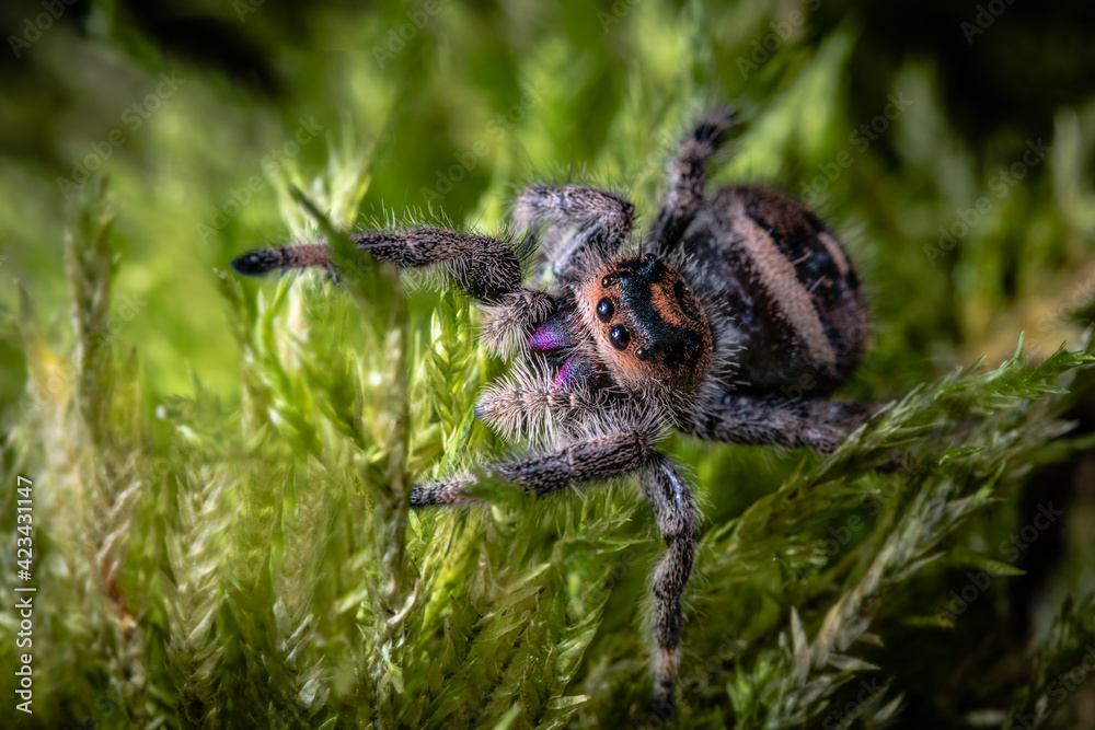 Poster a close up of a regal jumping spider, phidippus regius.