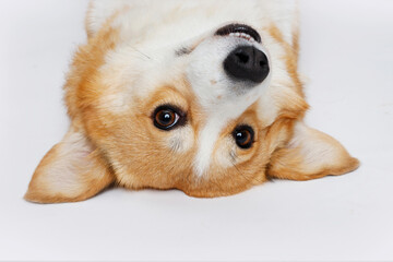 Portraite of cute puppy corgi. Little smiling dog on gray background. Free space for text.
