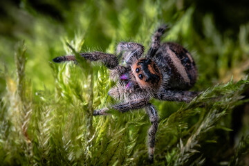 A close up of a regal jumping spider, Phidippus regius. 