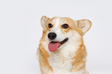 Portraite of cute puppy corgi. Little smiling dog on gray background. Free space for text.