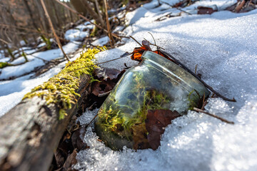 moss in a glass jar in the spring forest in the snow
