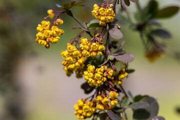Yellow bush flowers. Detailed macro view.