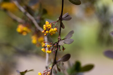 Yellow bush flowers. Detailed macro view.