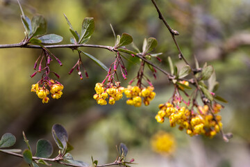 Yellow bush flowers. Detailed macro view.