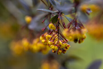 Yellow bush flowers. Detailed macro view.