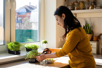 Woman cutting microgreens at the kitchen in the morning