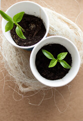 Pepper seedlings in the ground in paper cups.