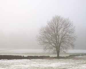 Lone tree in snowy fields on a misty morning in winter, near Froggatt, Peak District, UK