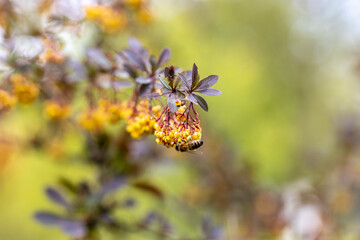 Bee on yellow bush flowers. Detailed macro view.