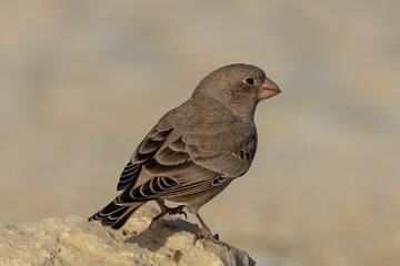 Trumpeter finch.
The trumpeter finch is a small passerine bird in the finch family Fringillidae. It is mainly a desert species which is found in North Africa and Spain through to southern Asia.