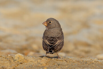 Trumpeter finch.
The trumpeter finch is a small passerine bird in the finch family Fringillidae. It is mainly a desert species which is found in North Africa and Spain through to southern Asia.
