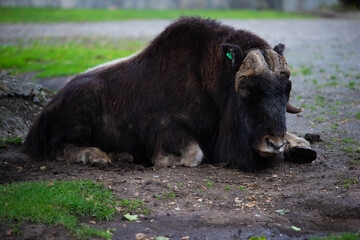 musk ox in nature